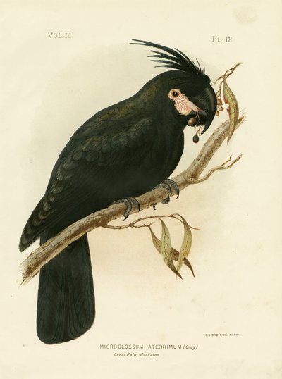 Cacatúa de Palma, 1891 de Gracius Broinowski